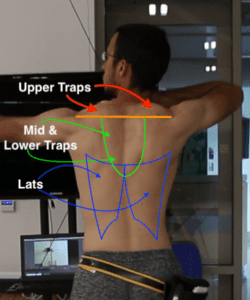 recurve olympic archer showing diagram of back muscles